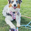 Dog Adjustable Harness - Mama's Girl