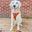Dog Leash - Wonder Woman™