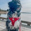 Dog Adjustable Harness - Little Love