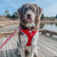 Dog Adjustable Harness - Little Love