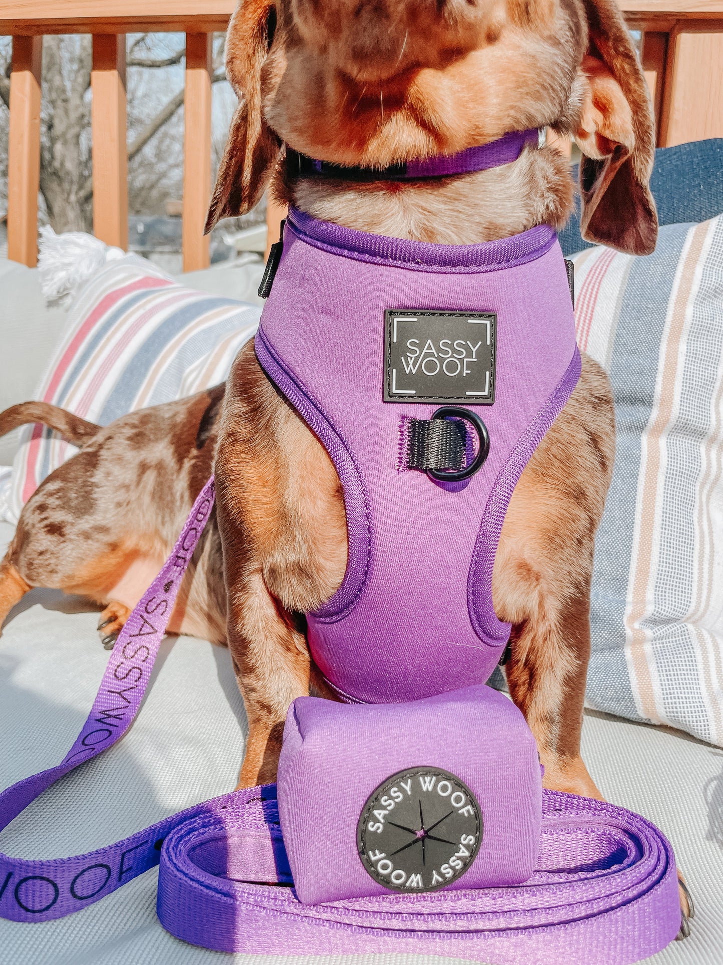 Dog Leash - Neon Purple