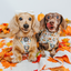 Dog Step-In Harness - Sunflower Dreams