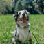 Dog Adjustable Harness - Pup of Honor