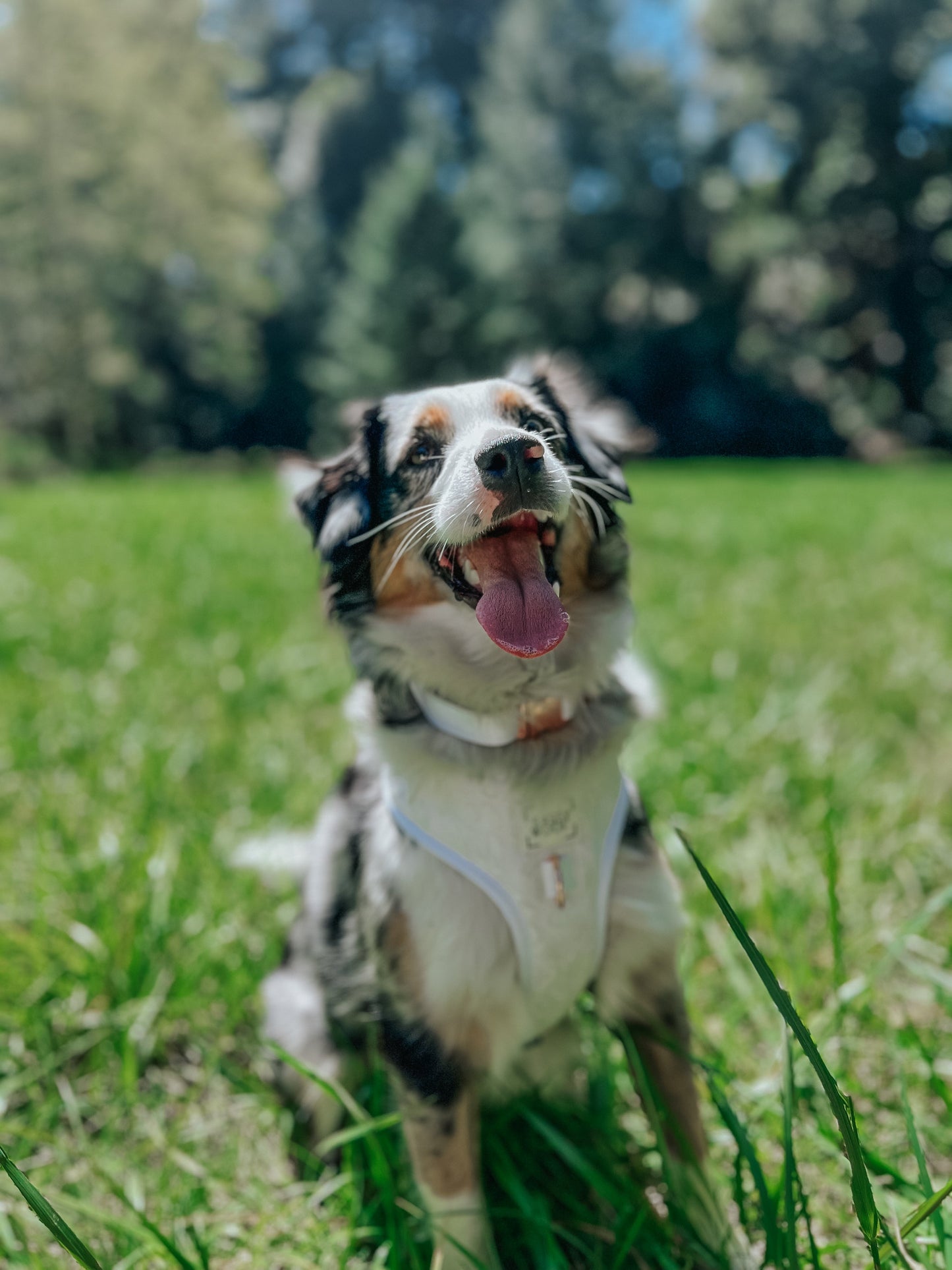 Dog Adjustable Harness - Pup of Honor