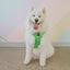 Dog Adjustable Harness - Neon Green