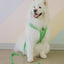 Dog Leash - Neon Green