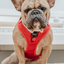 Dog Adjustable Harness - Merlot