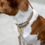 Collar - Vegan Leather - Milan