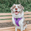 Dog Adjustable Harness - Neon Purple