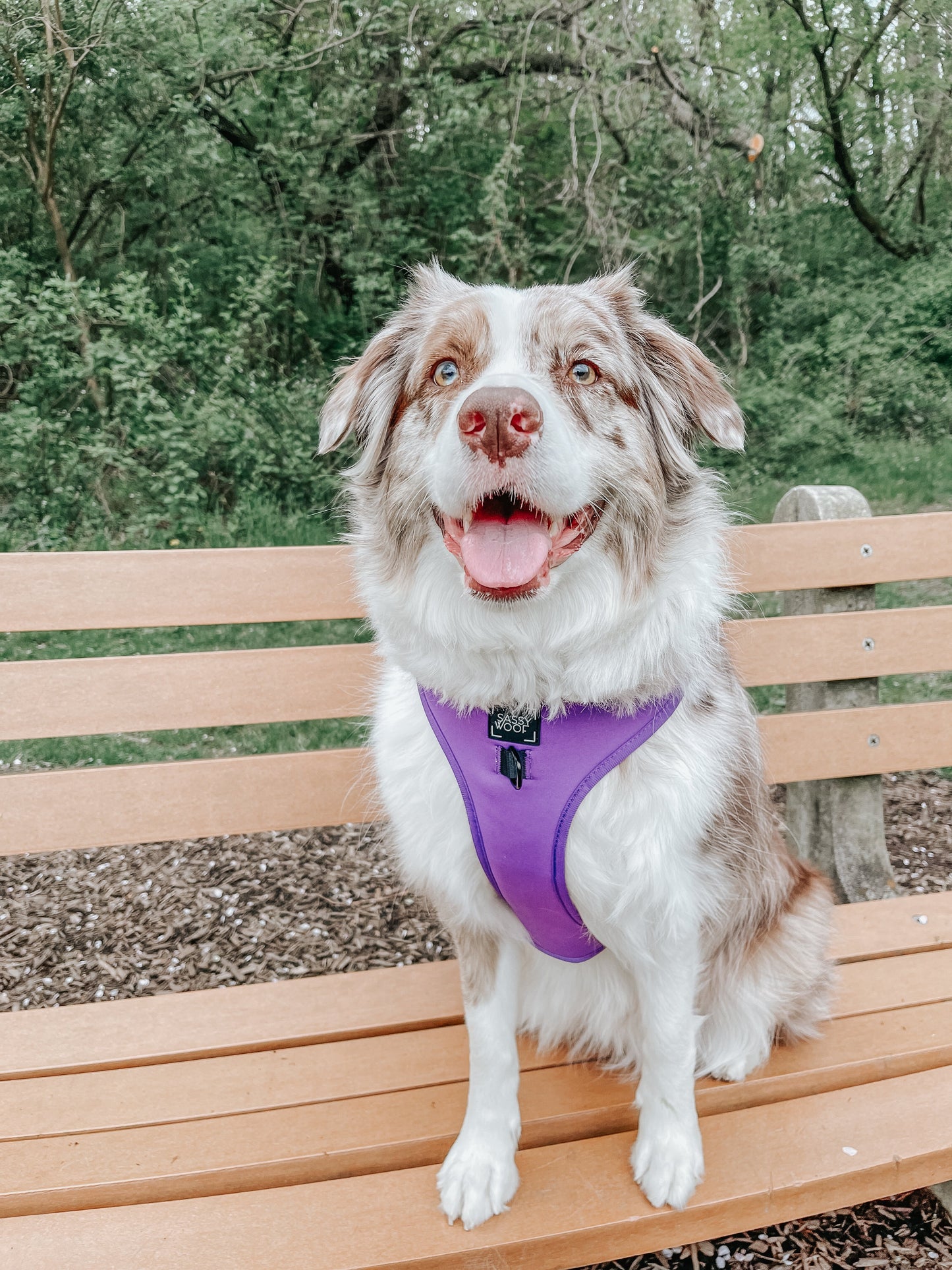 Dog Adjustable Harness - Neon Purple