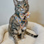 Cat Step-In Harness - Good Duck, Babe!