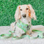 Dog Reversible Harness - Serving Up Sass