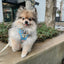Dog Adjustable Harness - Patch Perfect