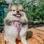 Dog Two Piece Bundle - Hello Kitty® & Friends Flower Festival