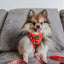 Dog Adjustable Harness - Disney Holiday Collection