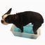Deep Cleaning Paw Fizz Balls - Professional Size