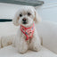 Dog Adjustable Harness - STAR WARS™ Princess Leia