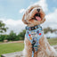 Dog Collar - Hello Kitty® & Friends In the Sky