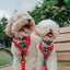 Dog Collar - Peanuts™ Beagle Bells