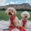 Dog Adjustable Harness - Peanuts™ Beagle Bells