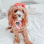 Dog Adjustable Harness - Mon Chérry