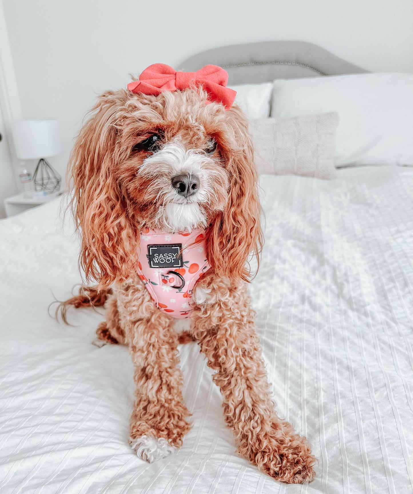 Dog Adjustable Harness - Mon Chérry