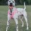 Dog Adjustable Harness - Mon Chérry