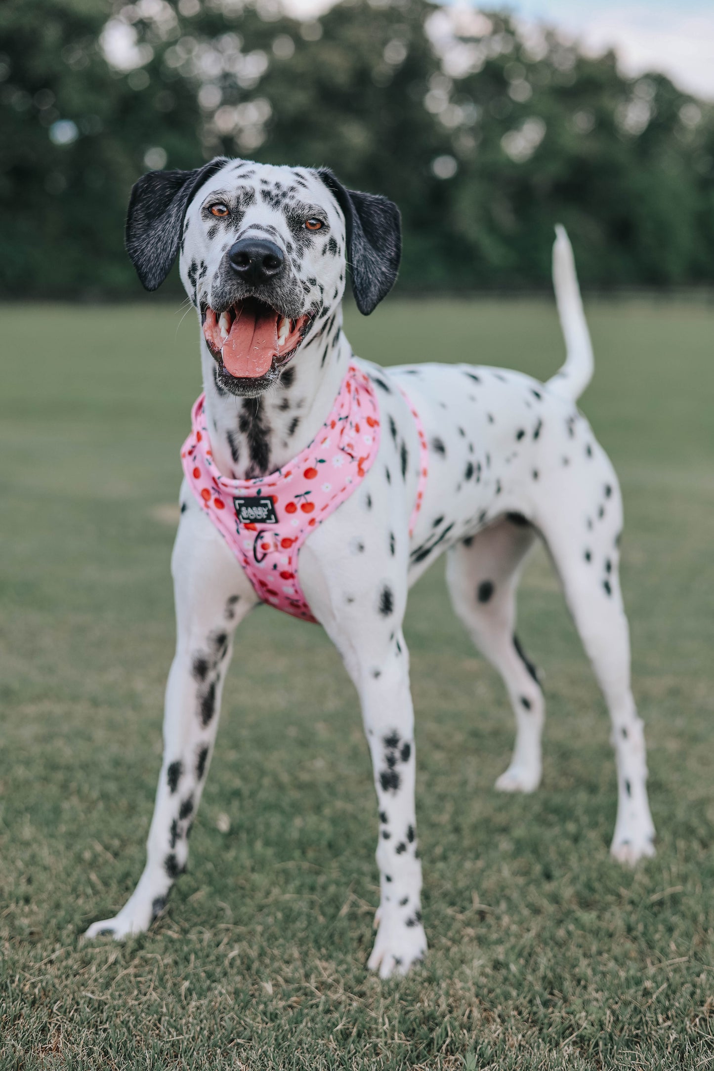 Dog Adjustable Harness - Mon Chérry
