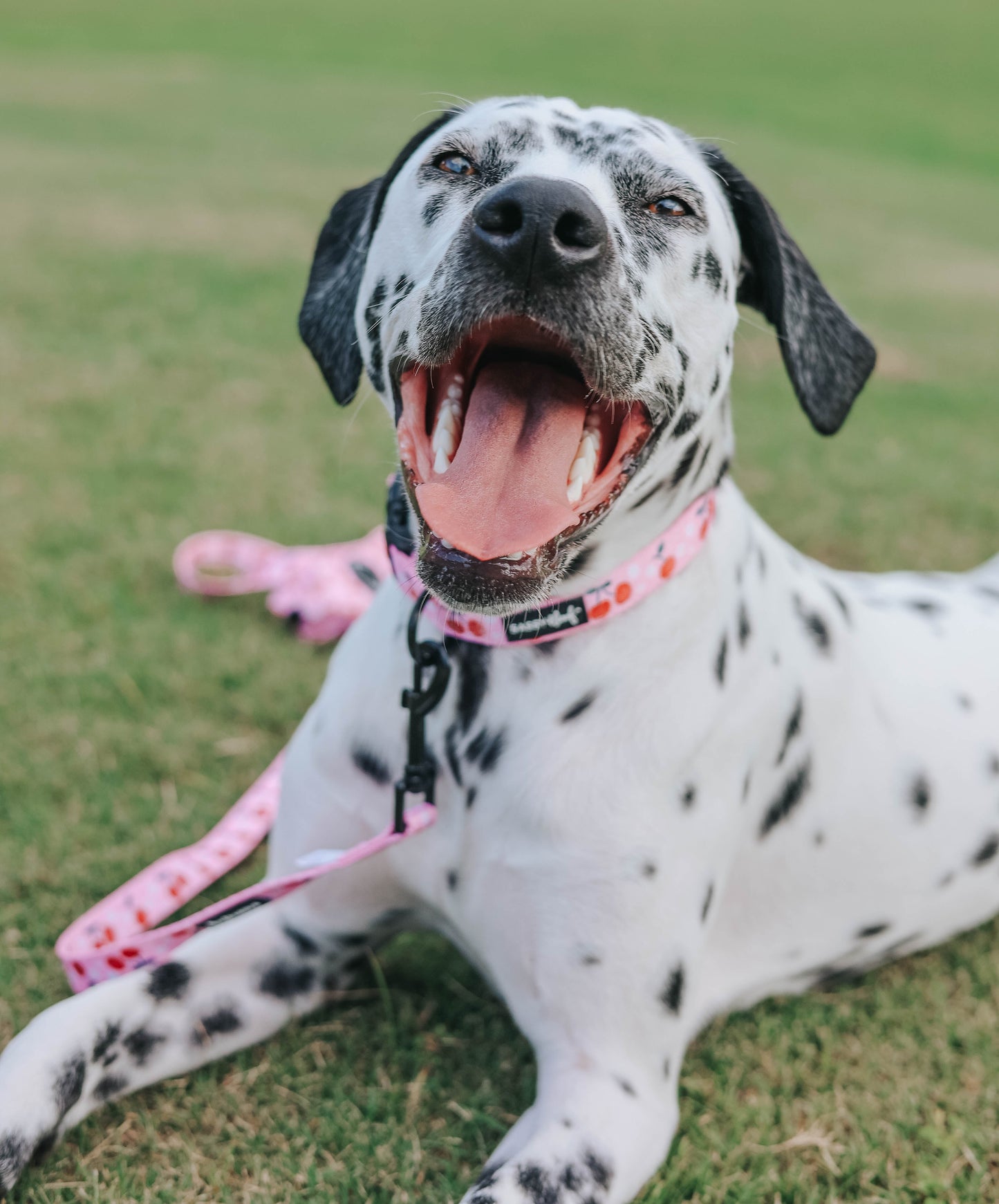 Dog Collar - Mon Chérry