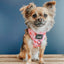 Dog Adjustable Harness - Mon Chérry
