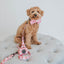 Dog Collar - Mon Chérry