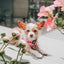 Dog Adjustable Harness - Mon Chérry