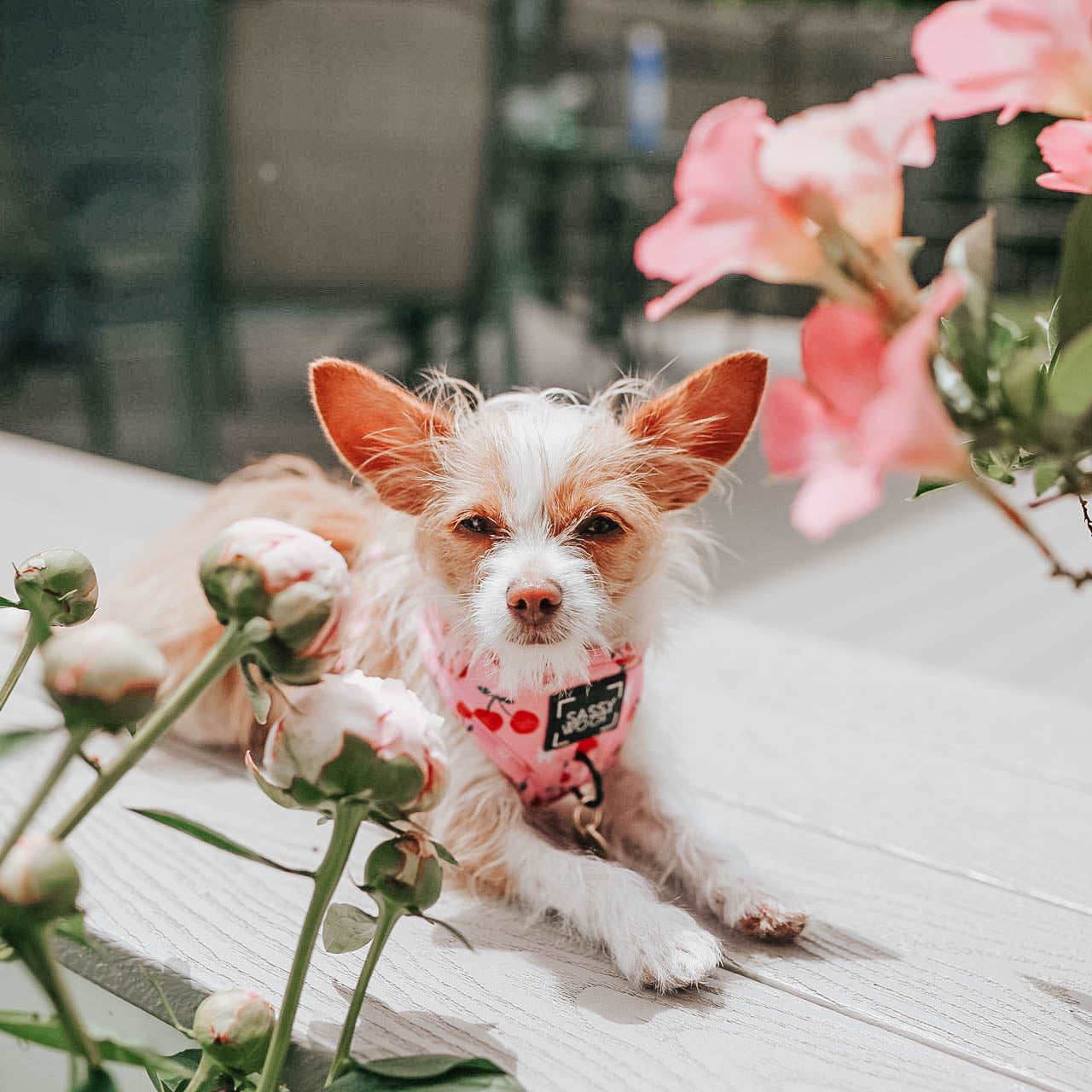 Dog Adjustable Harness - Mon Chérry