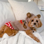 Monkey Hoodie Dog Sweater