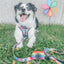 Dog Leash - Love You Fur You