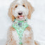 Dog Reversible Harness - Serving Up Sass