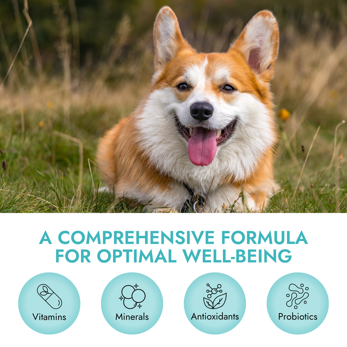 Pet Vet Products® Multi-Function Soft Chews for Dogs – Beef Liver Flavor, 60 Count with Probiotics, Glucosamine, Skin, Digestive & Immune Support