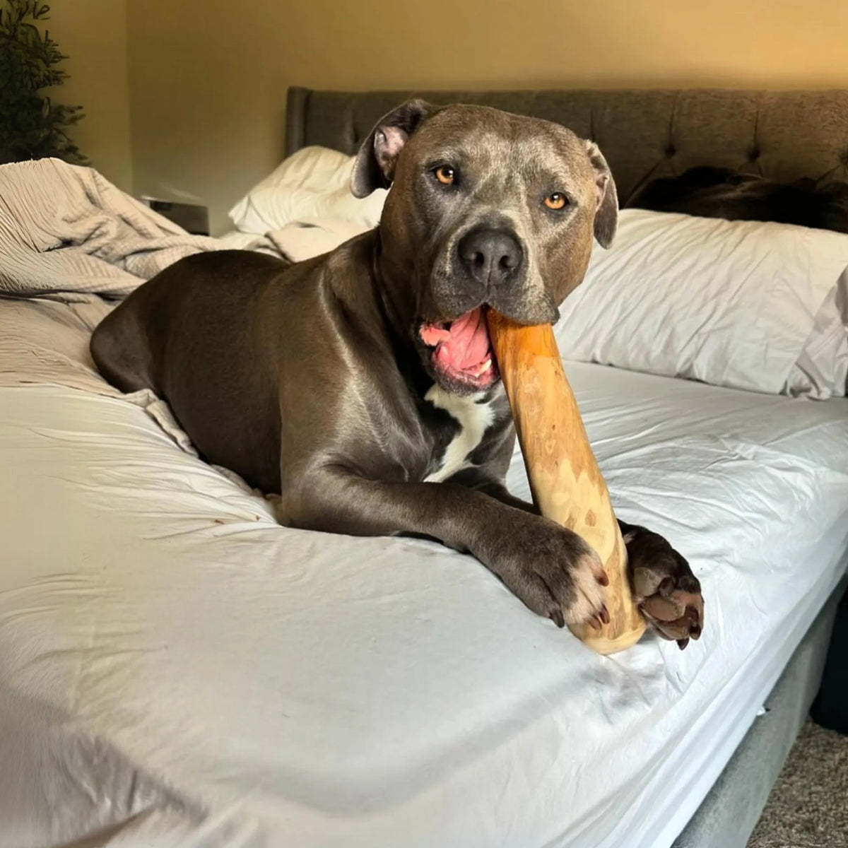 Original Chew