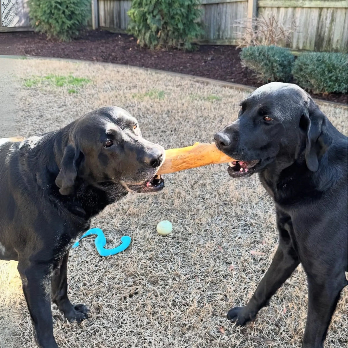 Original Chew