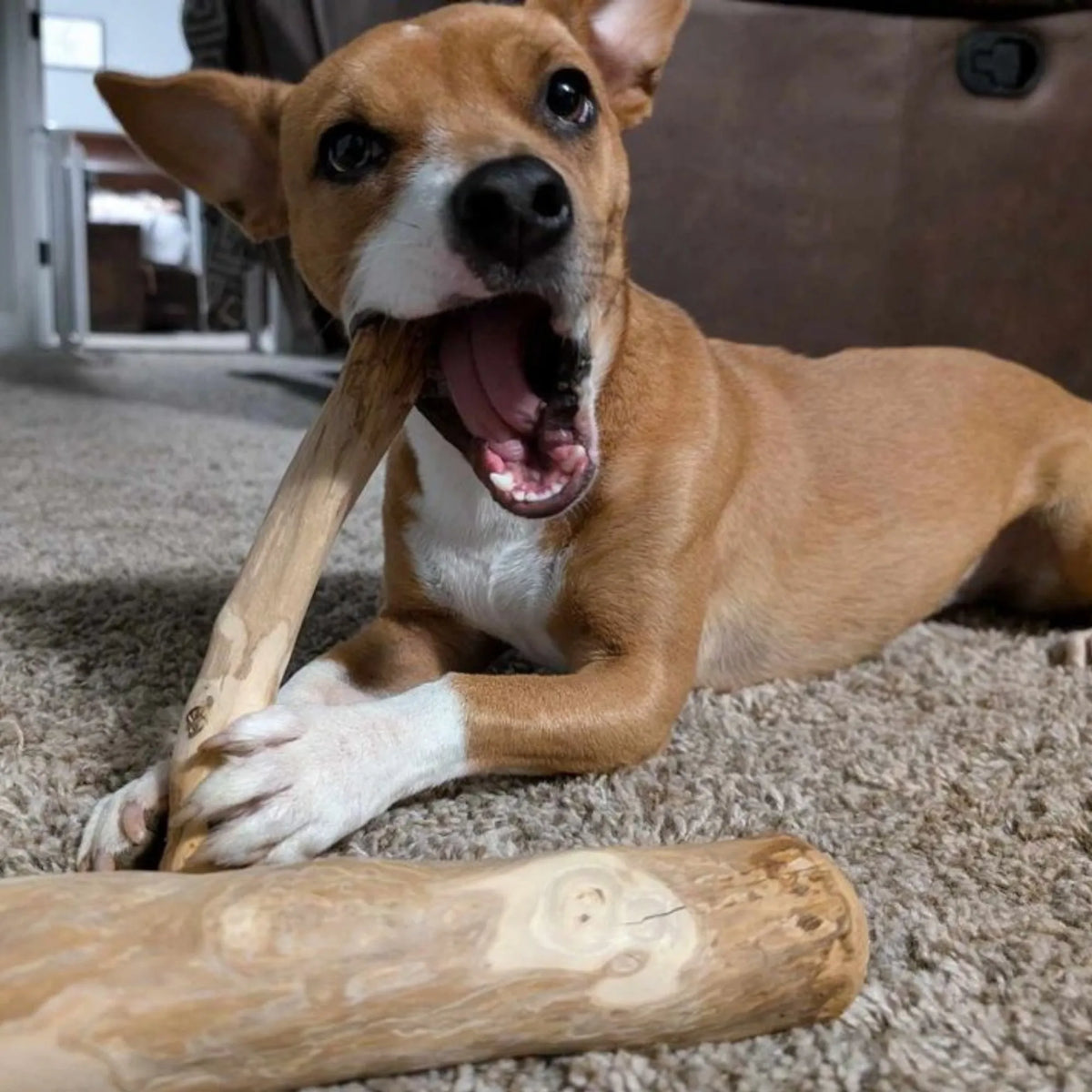 Original Chew