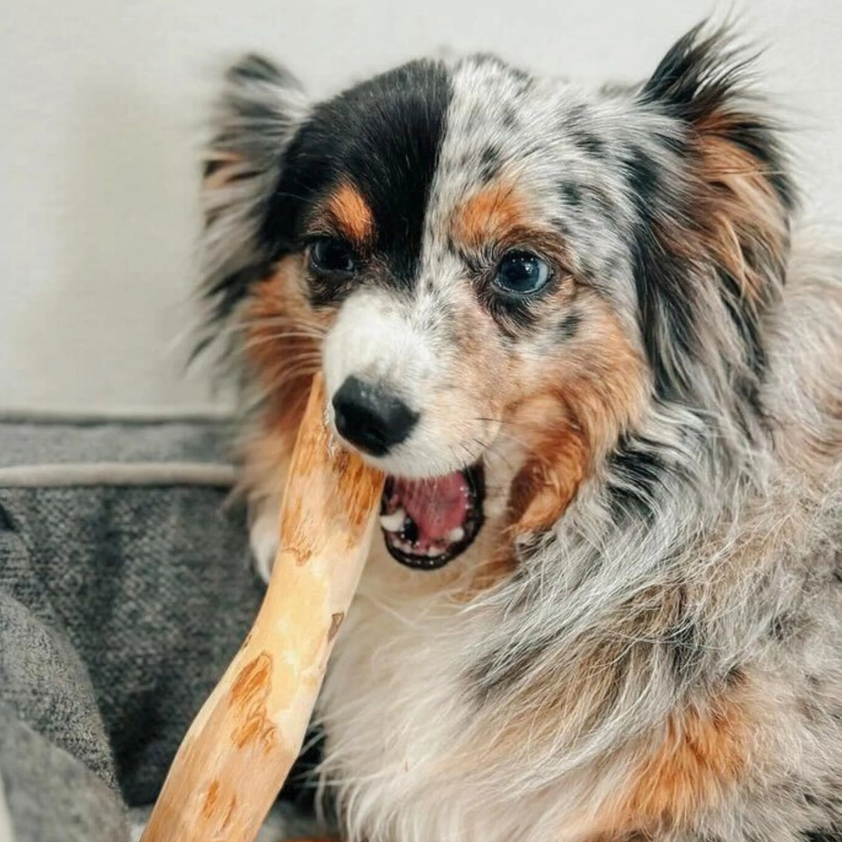 Original Chew