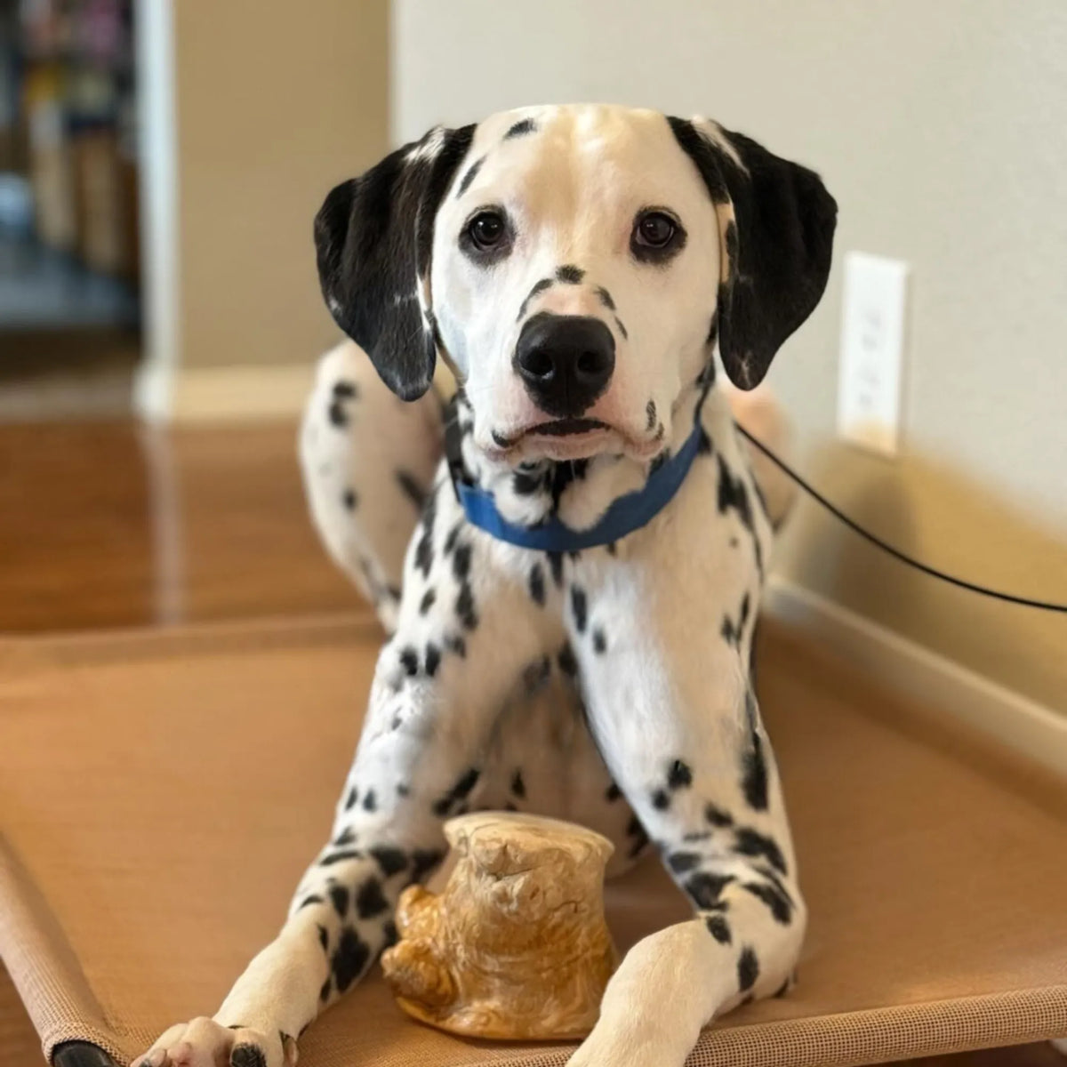 Root Chew