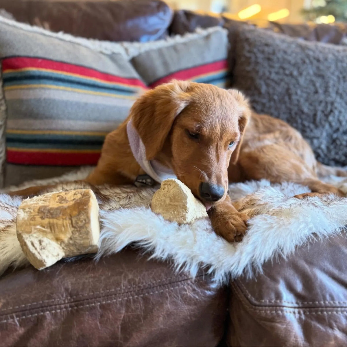 Root Chew