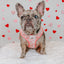 Dog Adjustable Harness - My Melody™