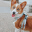 Dog Leash - Peach Please