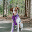 Dog Leash - Neon Purple
