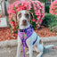 Dog Collar - Neon Purple