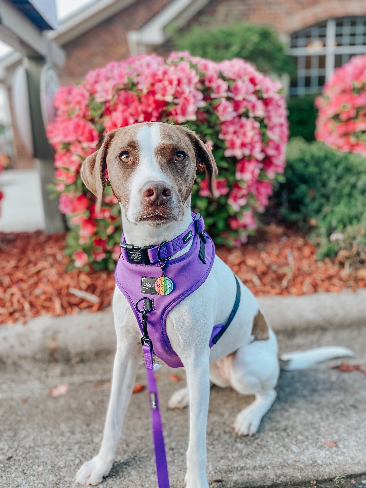 Dog Collar - Neon Purple