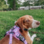 Dog Leash - Purple Haze