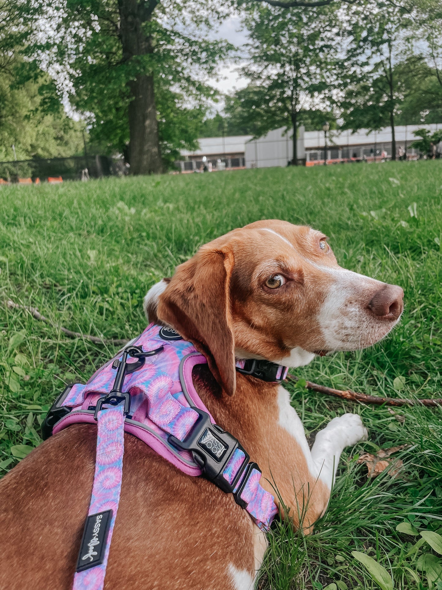 Dog Leash - Purple Haze